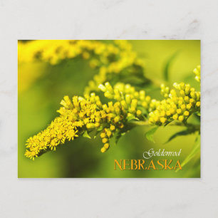 Nebraska State Flower: Goldenrod Briefkaart