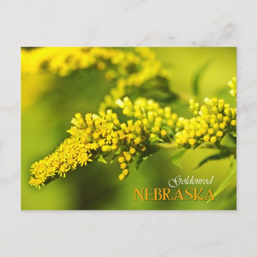 Nebraska State Flower: Goldenrod Briefkaart (Voorkant)