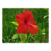 Nebraskan Hibiscus Foto Afdruk (Voorkant)