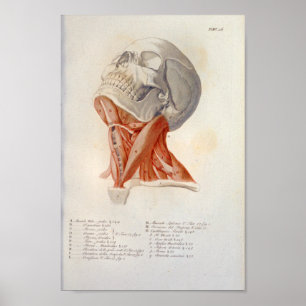 Neck Muscles Skull Anatomy Print French