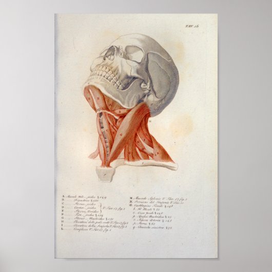 Neck Muscles Skull Anatomy Print French (Voorkant)