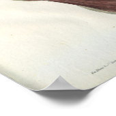 Neck Schouderspieren  Anatomie Afdrukken Poster (Hoek)