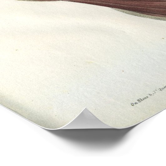 Neck Schouderspieren  Anatomie Afdrukken Poster (Hoek)