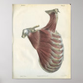 Neck Schouderspieren  Anatomie Afdrukken Poster (Voorkant)