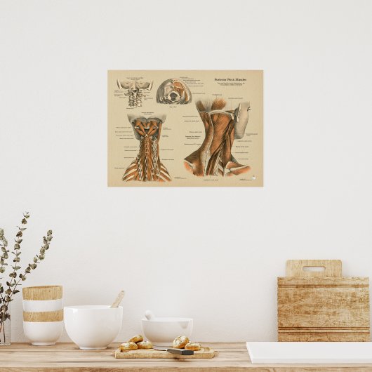 Neck Spine Muscles Chiropractic Massage Chart Poster (Keuken)