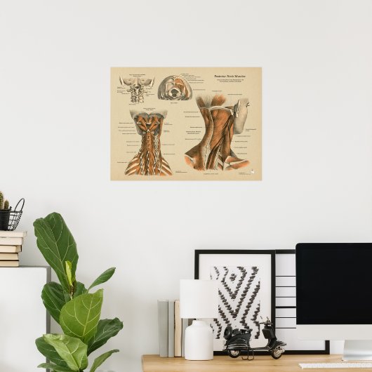 Neck Spine Muscles Chiropractic Massage Chart Poster (Thuiskantoor)