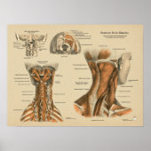Neck Spine Muscles Chiropractic Massage Chart Poster (Voorkant)