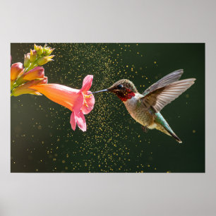 Nectar gloed van Hummingbird Poster