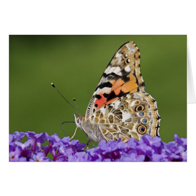 Nectar Kaart verzamelen (Voorkant Horizontaal)