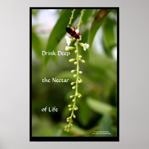 Nectar of Life Poster
