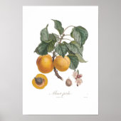 Nectarine Poster (Voorkant)