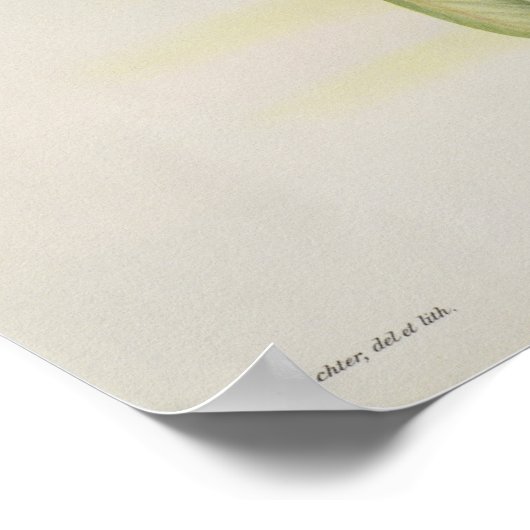 Nectarinia Gouldae Poster (Hoek)