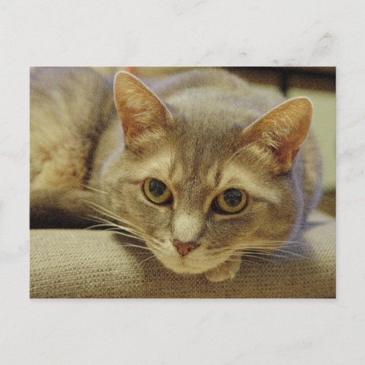 Nedda Briefkaart (Voorkant)