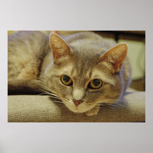 Nedda Poster (Voorkant)