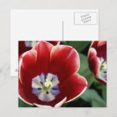 Nederland (alias Holland), Lisse. Keukenhof 3 Briefkaart (Voorkant / Achterkant)