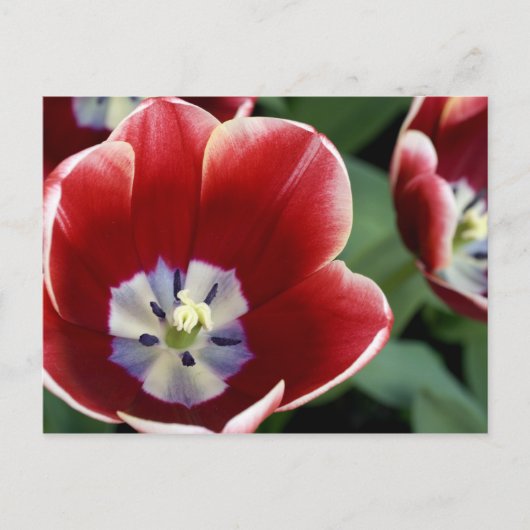 Nederland (alias Holland), Lisse. Keukenhof 3 Briefkaart (Voorkant)