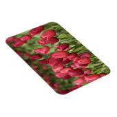 Nederland (alias Holland), Lisse. Keukenhof 4 Magneet (Rechterzijde)