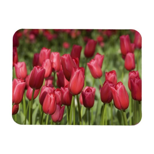 Nederland (alias Holland), Lisse. Keukenhof 4 Magneet (Horizontaal)