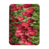 Nederland (alias Holland), Lisse. Keukenhof 4 Magneet (Verticaal)