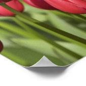 Nederland (alias Holland), Lisse. Keukenhof 4 Poster (Hoek)