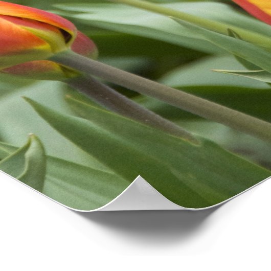 Nederland (alias Holland), Lisse. Keukenhof Poster (Hoek)