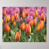 Nederland (alias Holland), Lisse. Keukenhof Poster (Voorkant)