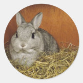 Nederland Dwarf Rabbit Ronde Sticker (Voorkant)