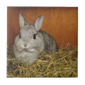 Nederland Dwarf Rabbit Tegeltje (Voorkant)