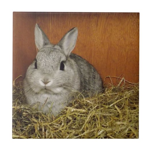 Nederland Dwarf Rabbit Tegeltje (Voorkant)