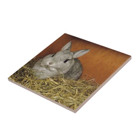 Nederland Dwarf Rabbit Tegeltje (Zijkant)