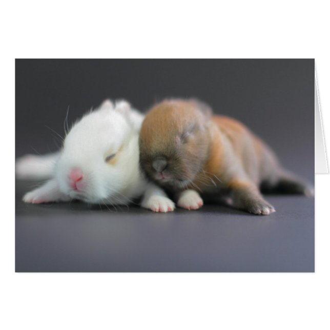 Nederland Dwarf Rabbits (Voorkant Horizontaal)