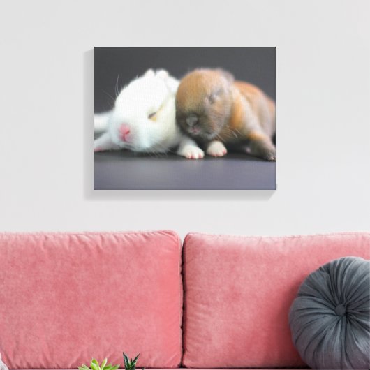 Nederland Dwarf Rabbits Canvas Afdruk (Insitu (Woonkamer))