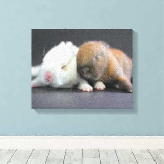 Nederland Dwarf Rabbits Canvas Afdruk (Insitu (Houten vloer))