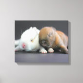Nederland Dwarf Rabbits Canvas Afdruk (Voorkant)