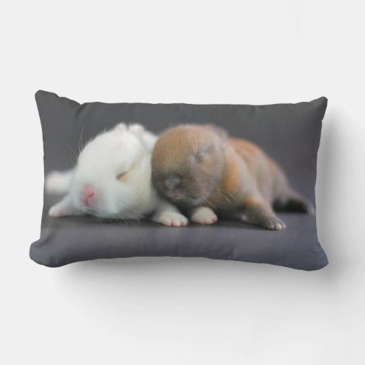 Nederland Dwarf Rabbits Kussen (Voorkant)