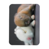 Nederland Dwarf Rabbits Magneet (Verticaal)