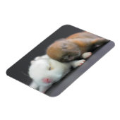 Nederland Dwarf Rabbits Magneet (Linkerzijde)