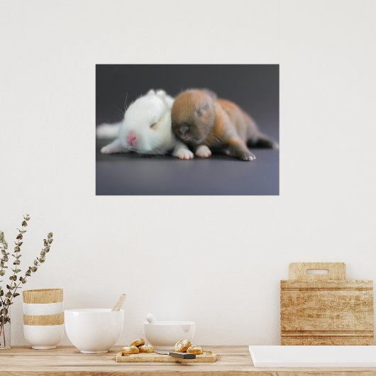 Nederland Dwarf Rabbits Poster (Keuken)