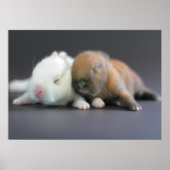 Nederland Dwarf Rabbits Poster (Voorkant)