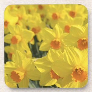 Nederland, Holland, Lisse, Keukenhof Tuinen, Bier Onderzetter
