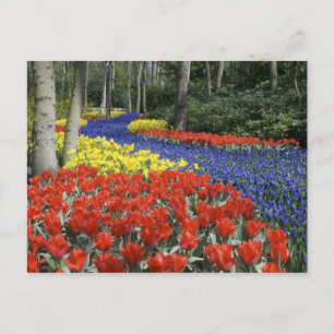 Nederland, Holland, Lisse, Keukenhof Tuinen Briefkaart