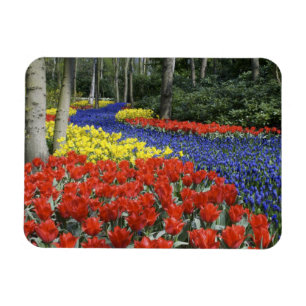 Nederland, Holland, Lisse, Keukenhof Tuinen Magneet