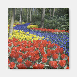 Nederland, Holland, Lisse, Keukenhof Tuinen Magneet