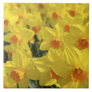 Nederland, Holland, Lisse, Keukenhof Tuinen, Tegeltje