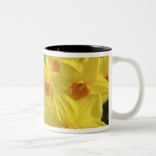 Nederland, Holland, Lisse, Keukenhof Tuinen, Tweekleurige Koffiemok
