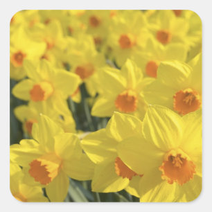 Nederland, Holland, Lisse, Keukenhof Tuinen, Vierkante Sticker