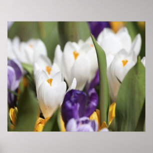 Nederland, Keukenhoff Gardens, Tulips. Poster