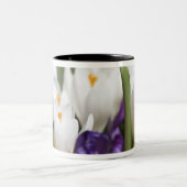 Nederland, Keukenhoff Gardens, Tulips. Tweekleurige Koffiemok (Center)