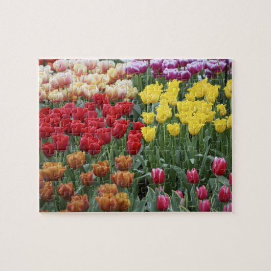 Nederland, Keukenhoff Gardens, tulpen. Legpuzzel (Horizontaal)