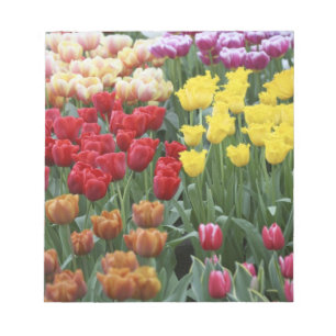 Nederland, Keukenhoff-tuin, tulpen. Notitieblok